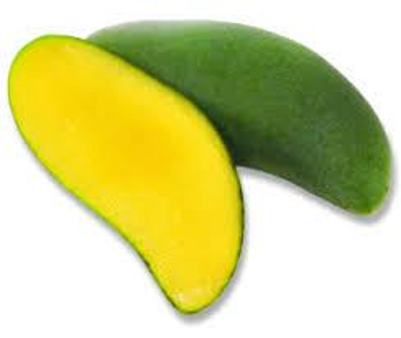 Grafted Keo Savoy Mango Tree - 1ft in 6" Pot - Mangifera indica - Exotic Thai Mango with Sweet Crunchy Flavor