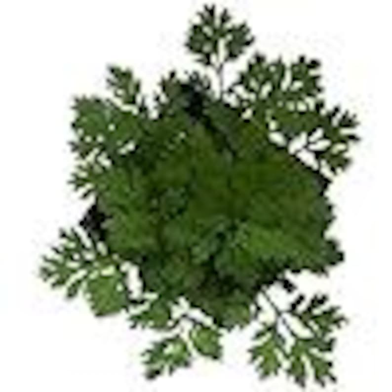 Organic Feverfew Plant 2.5 Inch Pot - Tanacetum parthenium - Heirloom Herb for Natural Remedies and Gardens