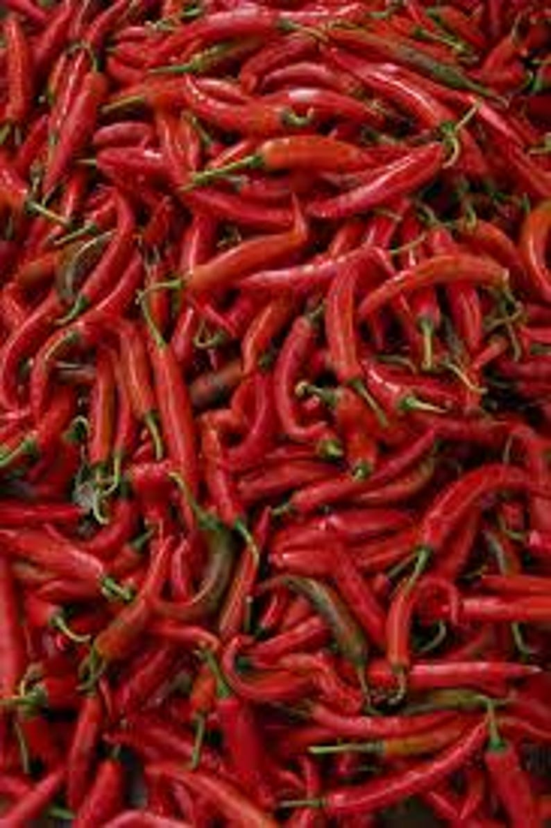 Thai Hot Pepper Plant - 3” Pot - Capsicum annuum - Live Chili Pepper for Spicy Garden Enthusiasts