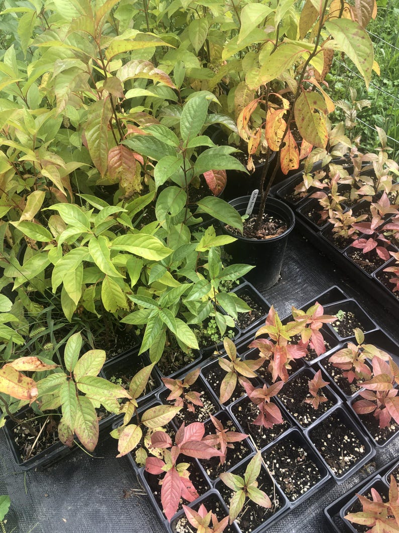 Organic Button Bush Live Plant 2.5 Inch Pot | Cephalanthus occidentalis | Pollinator Friendly Native Shrub