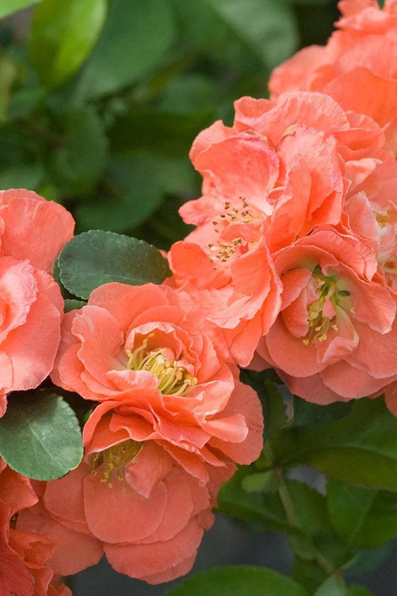 Double Take Peach Flowering Quince Plant - 6" Pot - Thornless - Chaenomeles speciosa - Large Double Peach Flowers