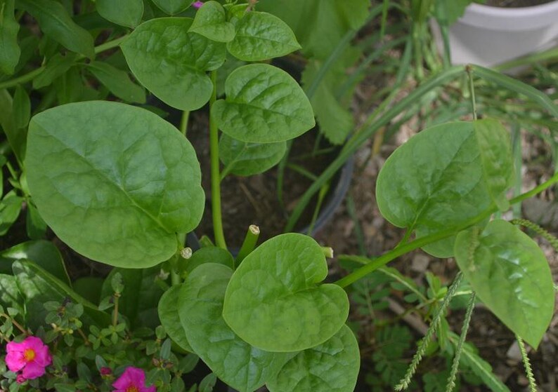 Organic Malabar Spinach Live Plant 8-12 Inch Vine in 4 Inch Pot (Basella alba) - Green Leaf Edible Climbing Plant