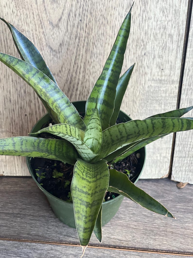 Sansevieria Gabriella Hybrid Plant 4" Pot | Compact Snake Plant | Air Purifying Indoor Plant | Sansevieria trifasciata 'Hahnii'