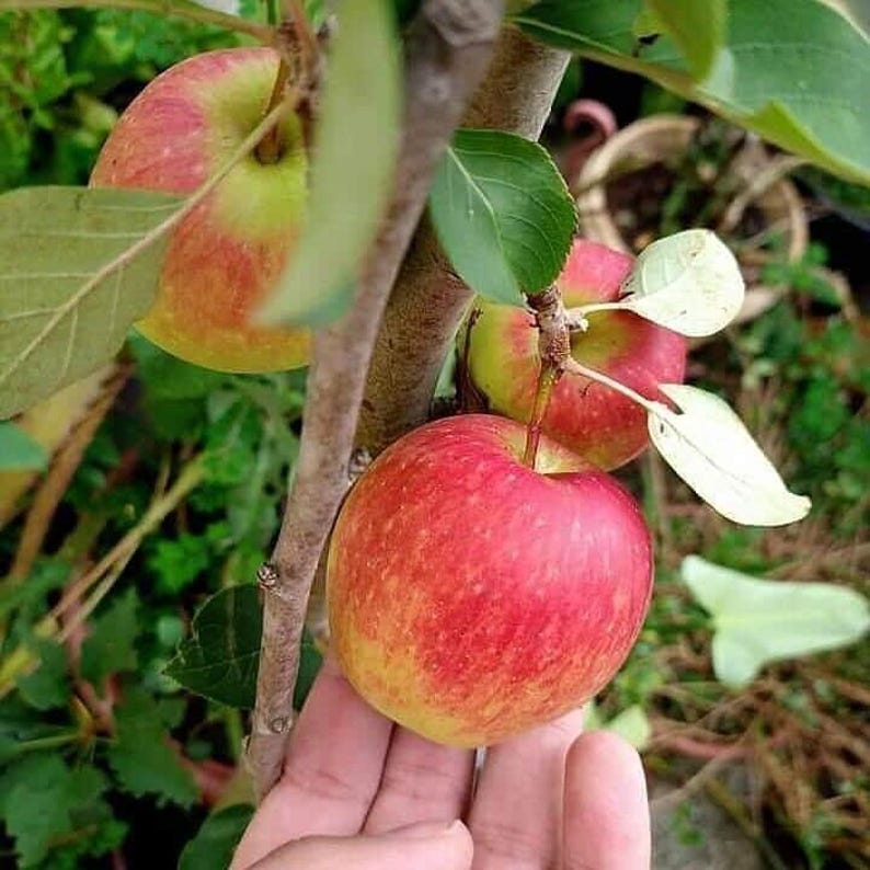 Anna Apple Tree 3 Gal Pot - Low Chill Variety - Malus domestica - Self-Fruitful Sweet Apples for Mild Climates