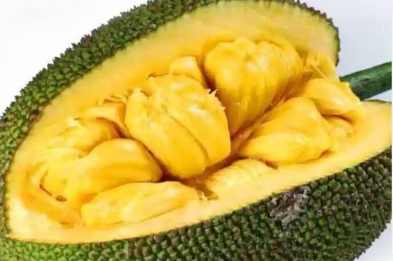 Dwarf Golden Nugget Jackfruit Tree - 1 Year Old - Artocarpus heterophyllus in Half Gallon Pot for Small Spaces
