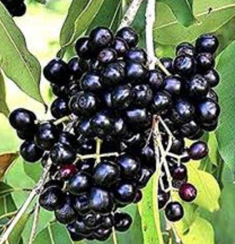 Black Java Plum Plant | 8-12 Inch | Syzygium cumini | Jamun, Black Plum, Malabar Plum - Limited Availability, No Shipping to CA, AZ