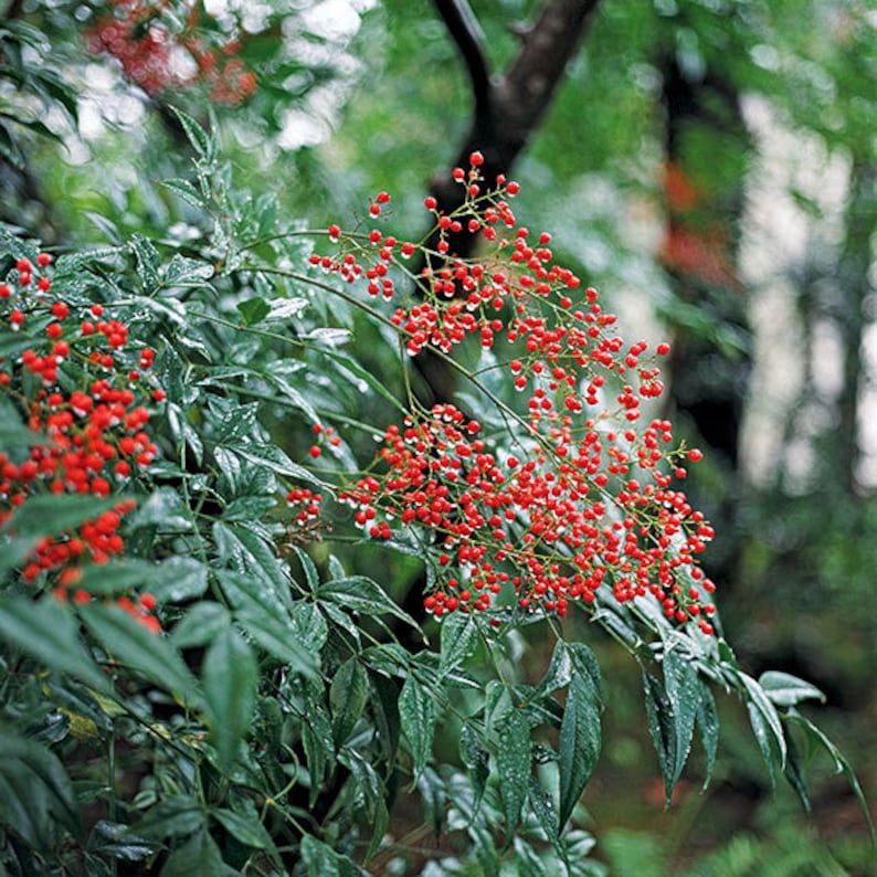 Nandina Domestica Plants - 2 Pack in 3" Containers, Heavenly Bamboo, Ornamental Evergreen Shrub for Garden Enhancement