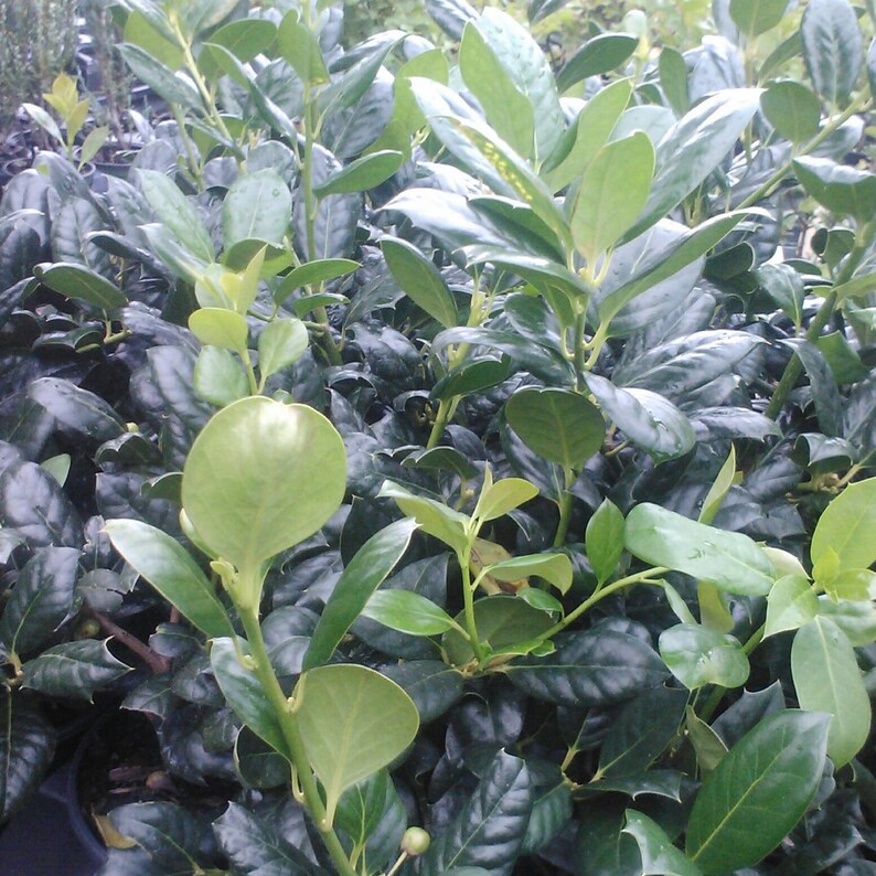 Nellie R. Stevens Holly Trees - 2 Pack, 6-8" in 3" Pots, Ilex x attenuata, Perfect for Hedges & Privacy Screens, Zones 6-9