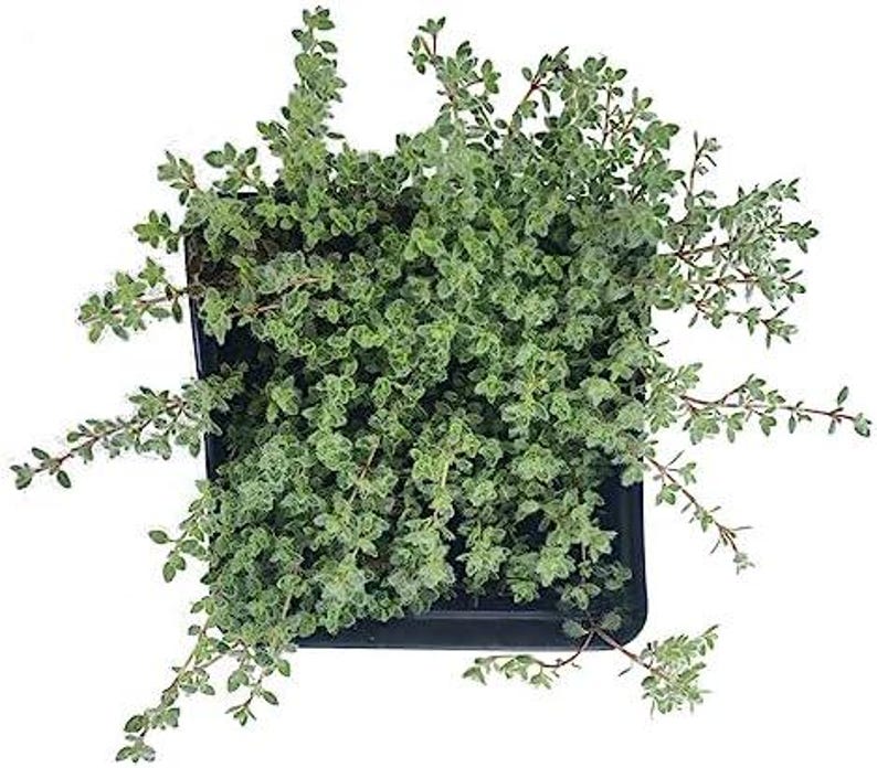 Organic Woolly Thyme Plant - 2.5-Inch Pot - Thymus pseudolanuginosus - Aromatic Ground Cover - Drought-Resistant Herb