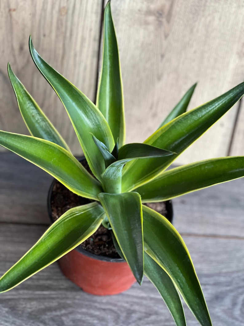 Agave Desmettiana Variegata in 6" Pot - Low Maintenance Succulent with Green and Creamy Leaves - Agave desmettiana variegata