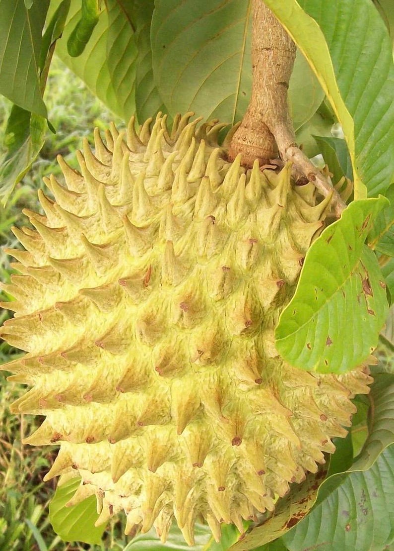 Rollinia Tree 10" Pot, Exotic Fruit, Biriba, Annona mucosa, Tropical Plant for Home Garden, Fresh Fruit Production