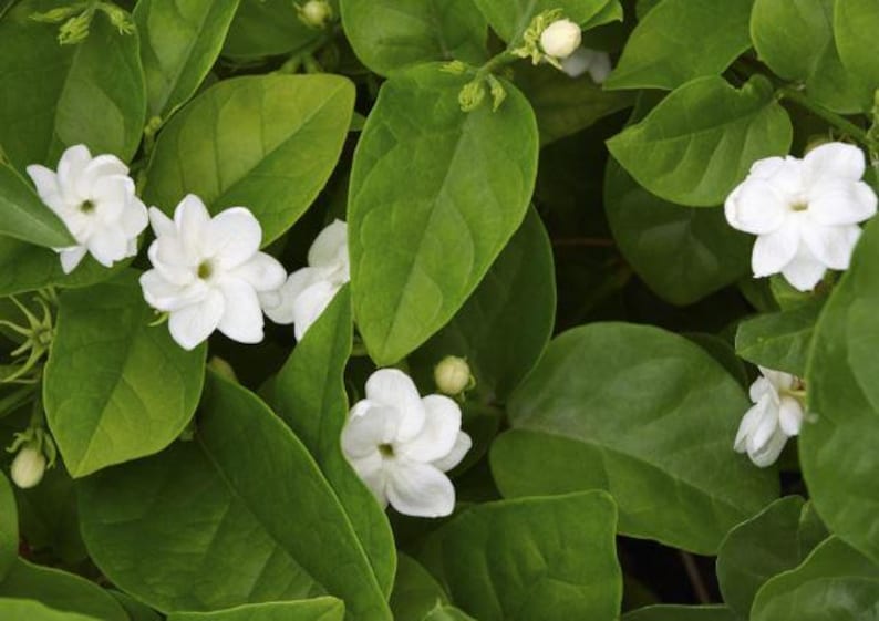 Large Arabian Jasmine Plant | Half Gallon | Fragrant Bush | Jasminum sambac | Ideal for Indoor/Outdoor Gardens