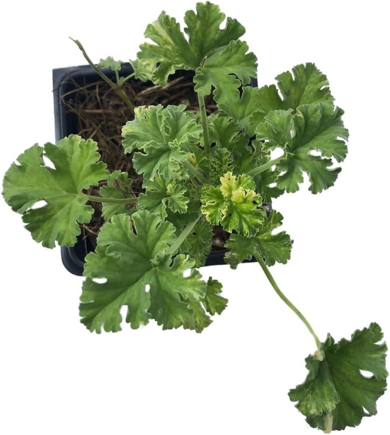 Nutmeg Scented Geranium Live Plant 2.5-Inch Pot 'Snowy Nutmeg' Pelargonium x fragrans Organic Starter Plant for Indoor Garden