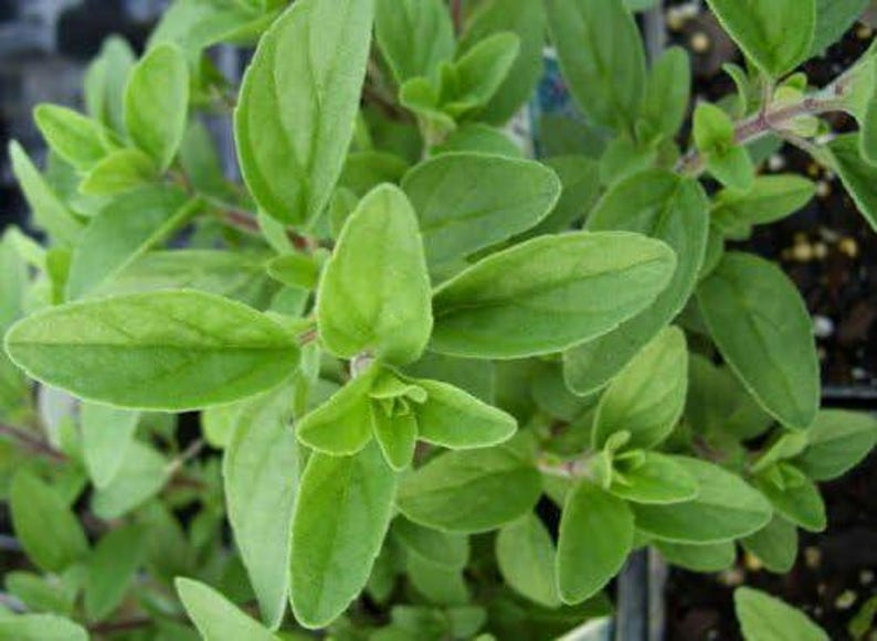 Organic Italian Oregano Plant 2.5-Inch Pot - Origanum vulgare - Drought Tolerant Culinary Herb for Cooking and Seasoning