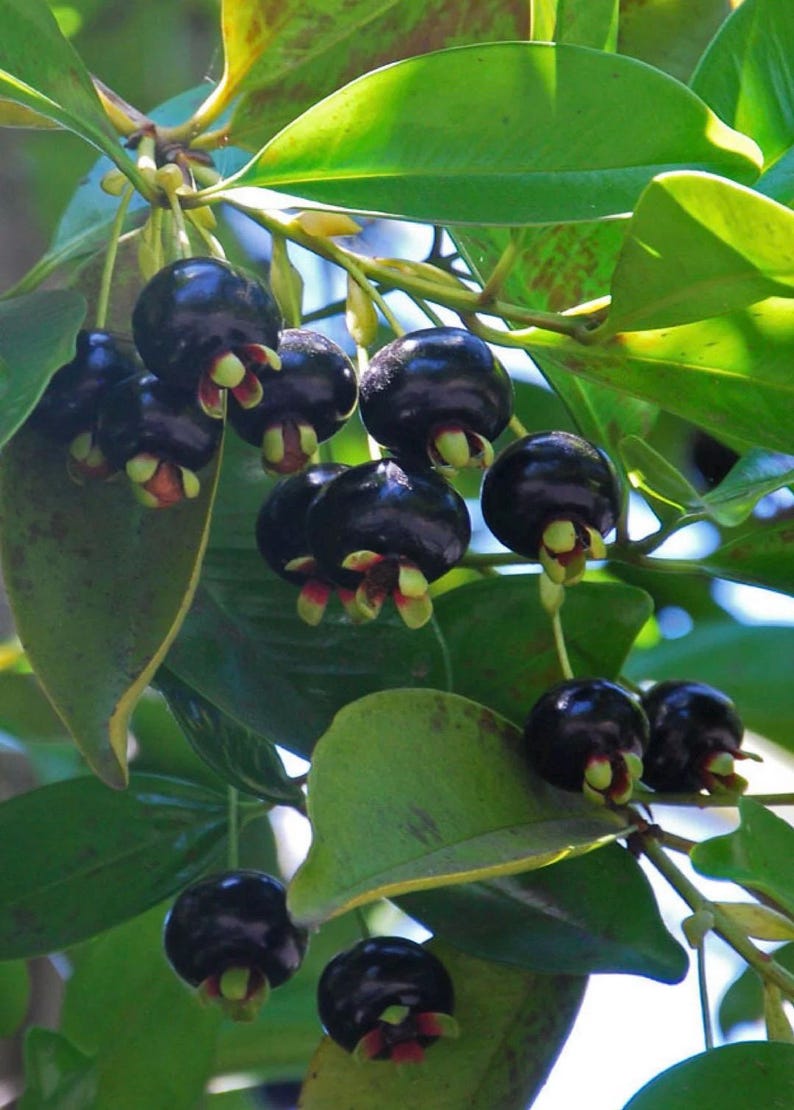 Grumichama Tree 3 Gallon Pot Brazilian Cherry Eugenia brasiliensis Tropical Fruit Tree Sweet Berries Easy Care Garden Plant