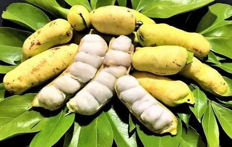 Ice Cream Bean Tree 3 Gallon Pot, Inga edulis, Tropical Fruit, Sweet Vanilla Flavor Pods for Garden