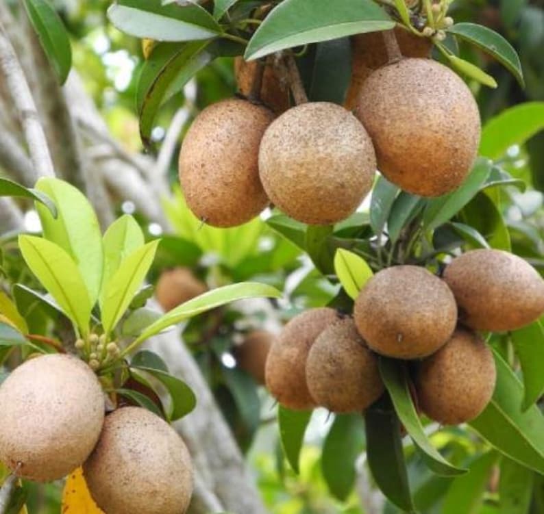 Organic Sapodilla Plant 16-20 Inch in 1 Gallon Pot - Fast Growing Dwarf Fruit Tree, Manilkara zapota for Container Gardening