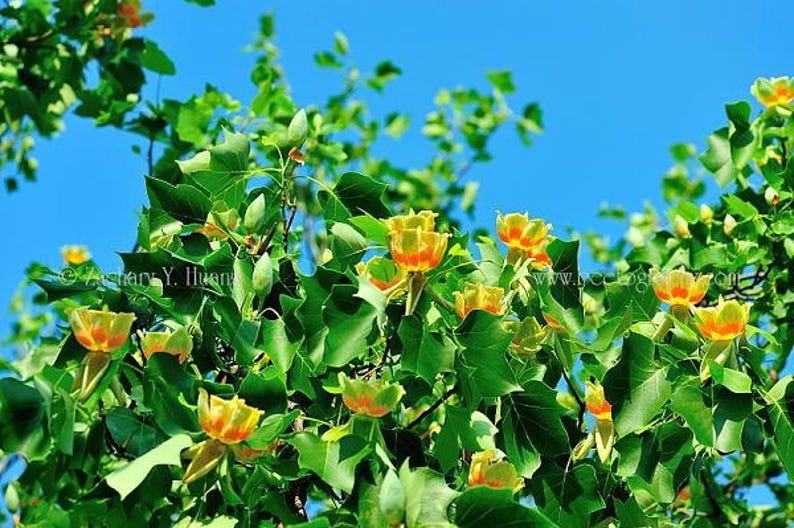 Tulip Tree Sapling - Up to 3 ft - Liriodendron tulipifera - Hardy Landscape Tree with Tulip-Shaped Flowers