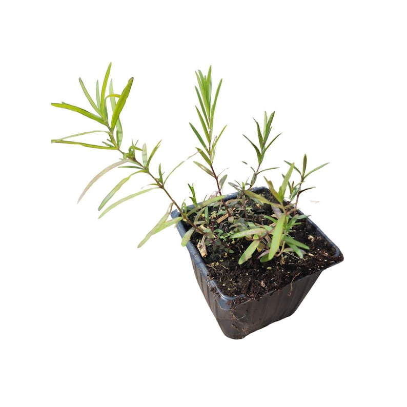 Mountain Mint Plant 2.5-inch Pot, Narrow-Leaved, Organic Pycnanthemum tenuifolium, Deer-Resistant, Pollinator Friendly