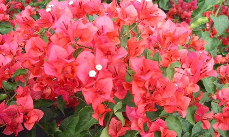 Bougainvillea Plant 3gal Climbing Miss Manila Bougainvillea glabra - Vibrant, Drought-Tolerant Climber for Gardens & Patios