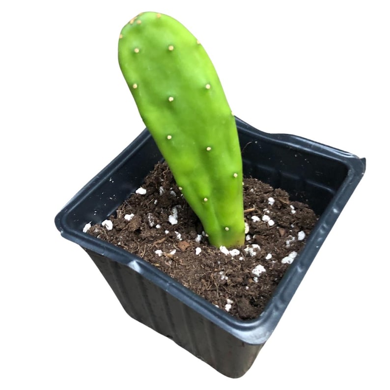 Organic Prickly Pear Cactus Plant 2.5-inch Pot, Pink Flowers, Opuntia cochenillifera, Smooth Green Pads, Smoke Camp Crafts