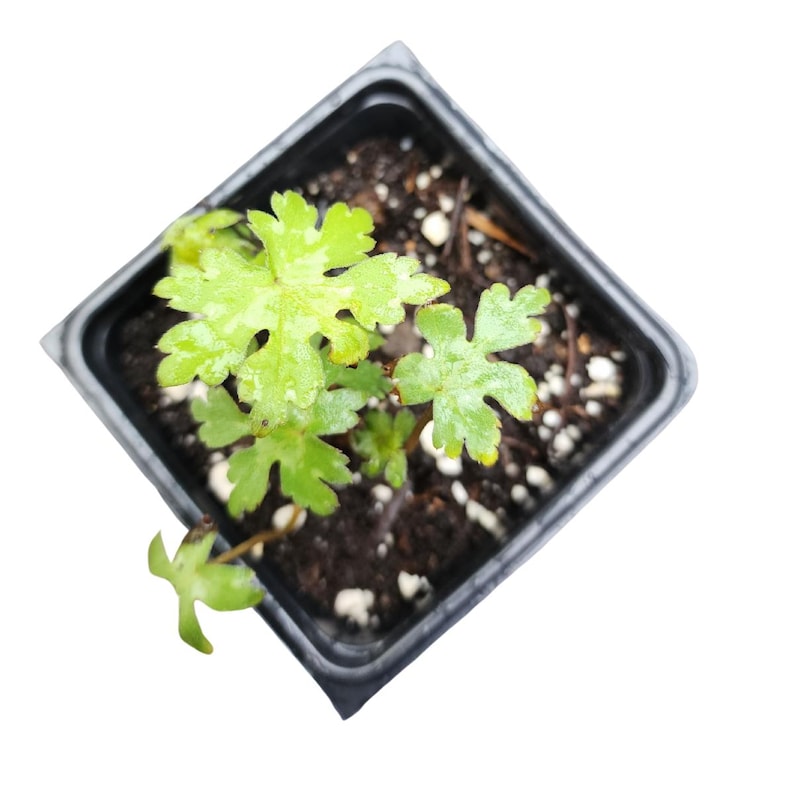 Virginia Waterleaf Plant 2.5-Inch Pot Organic Hydrophyllum virginianum Native Pollinator-Friendly Shade Plant