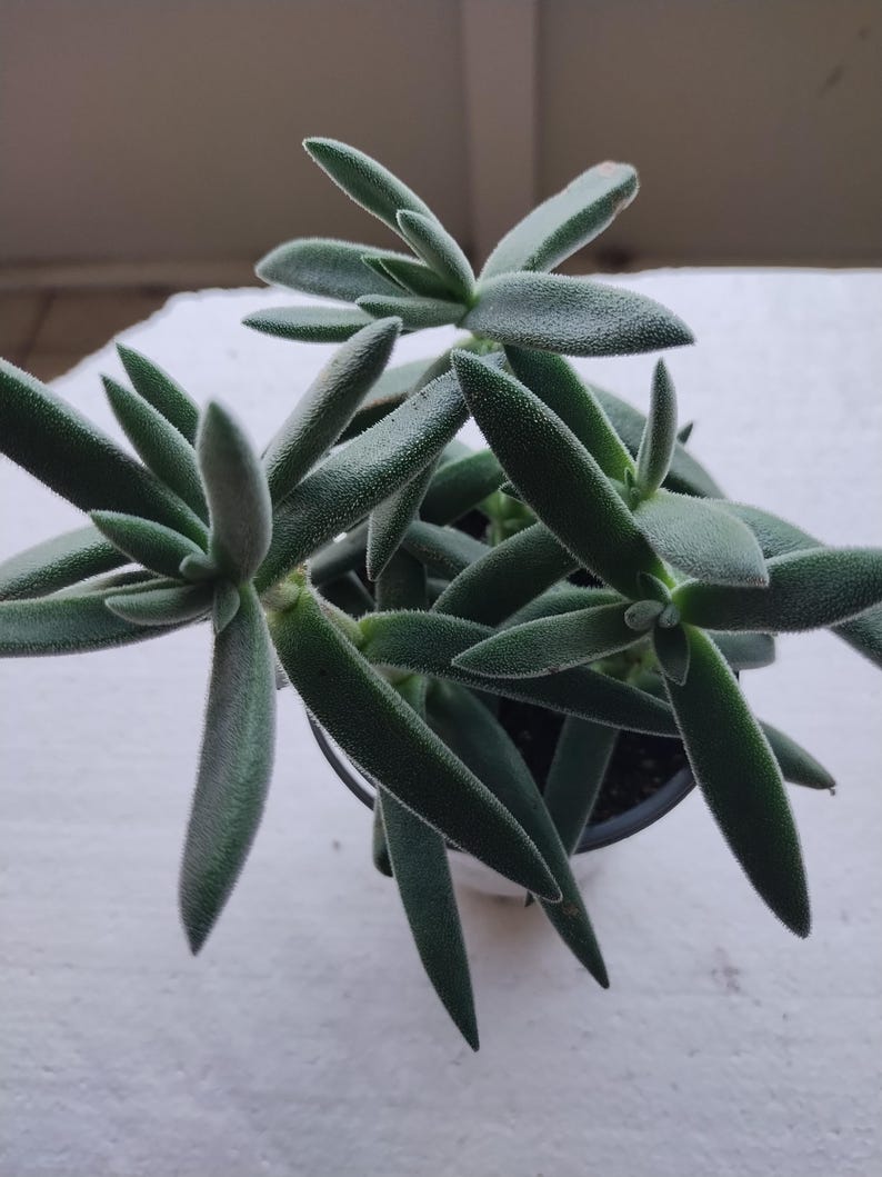 Crassula Plant - Small Pretty in Pewter Succulent - Crassula Perfoliata Falcata - Easy Care Houseplant, Bareroot
