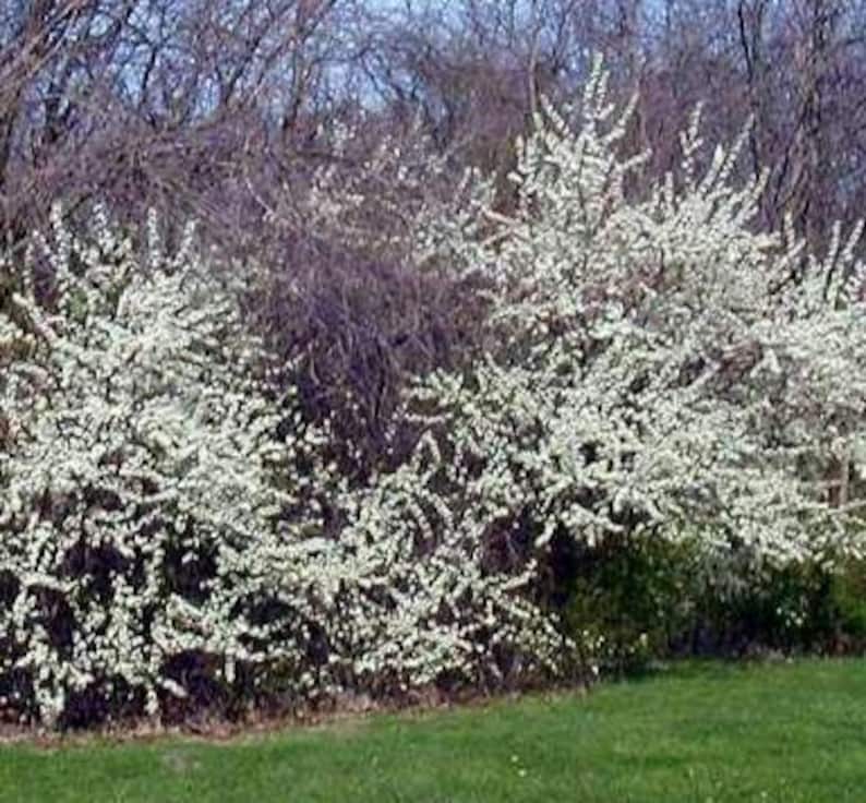 American Plum Tree Seedling 10-14" - Prunus americana - Bareroot Native Tree for Landscaping and Wildlife Gardens