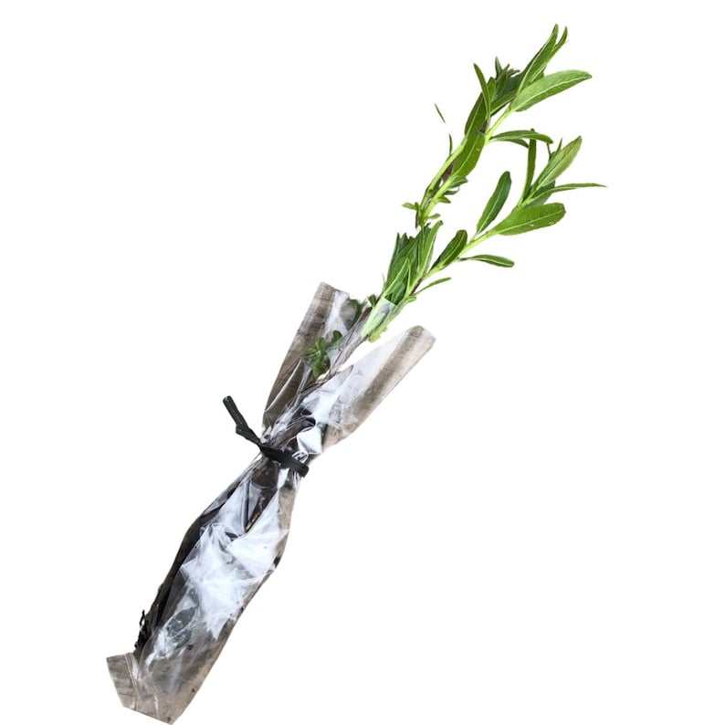 Black Willow Plant 2.5-Inch Soil Plug Fast-Growing Native Tree Salix nigra for Erosion Control Wet Soils