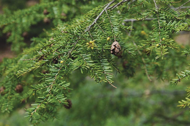 Eastern Hemlock Trees 3-Pack - Baby Trees 8-18 Inches - Tsuga canadensis - Native Evergreen for Landscaping