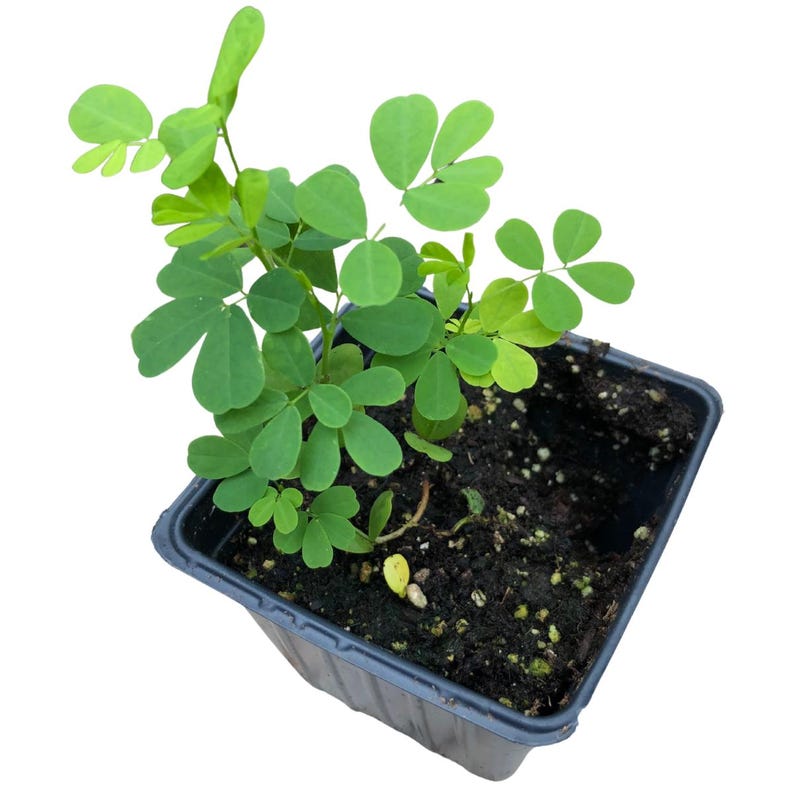Wild Senna Plant Seedling 2.5-Inch Organic Yellow Flowers Senna hebecarpa Native Pollinator Attracts Butterflies