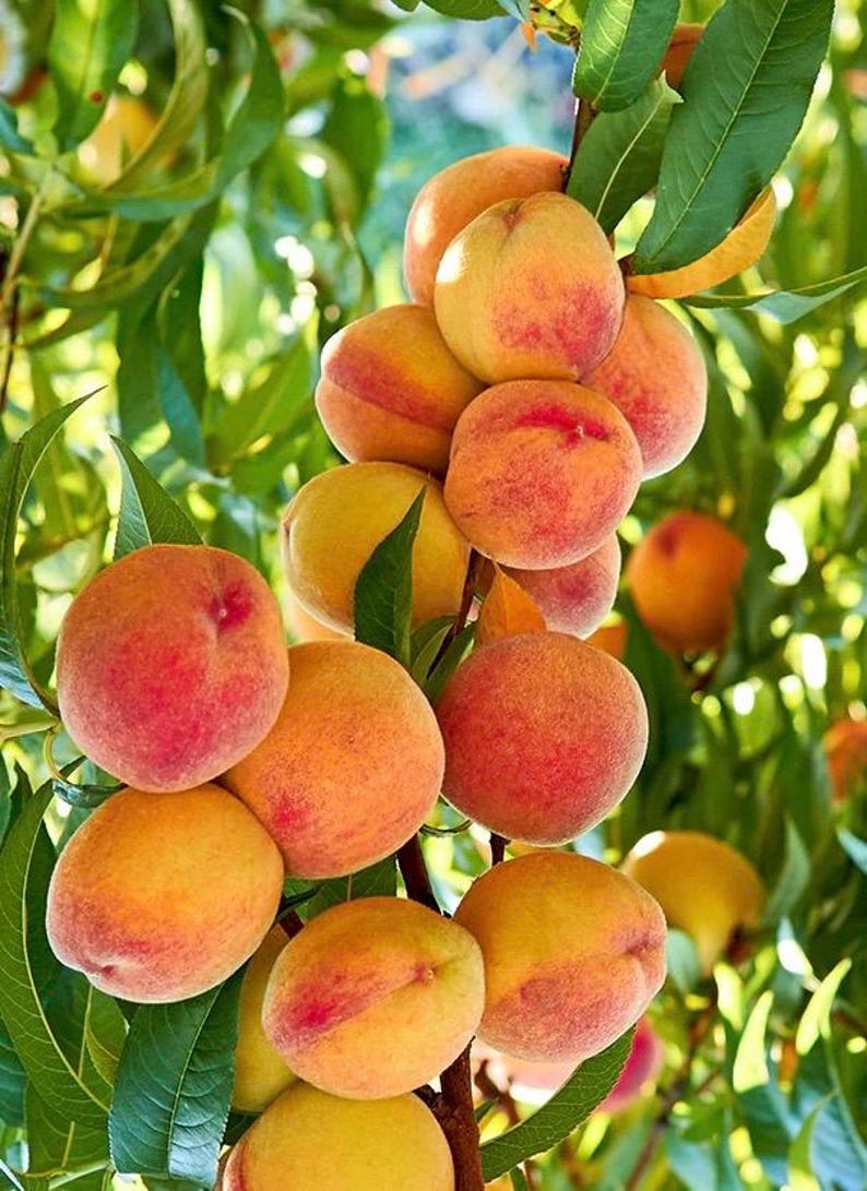 Tropic Beauty Peach Tree - Grafted Half Gallon Pot - Low-Chill Variety for Warm Climates (Prunus persica)