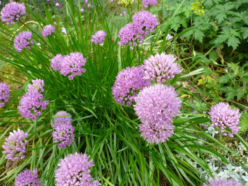 Mountain Onion Plant - Bareroot Clump - Allium senescens montanum - Lavender Flowers - Perennial Bulb for Gardens
