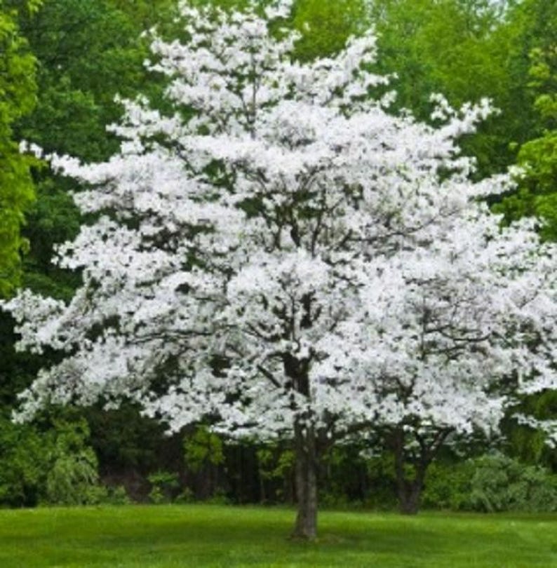 Gray Dogwood Plant - Large Rootstock - Cornus racemosa - Ideal for Grafting, Wildlife Friendly, Drought Resistant