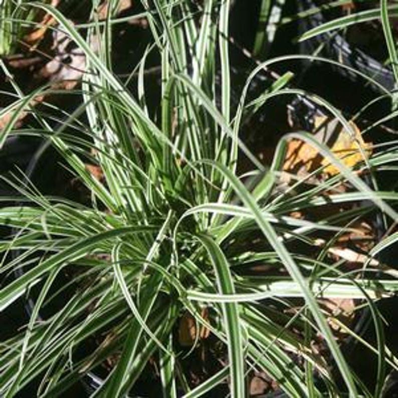Carex Plant Bareroot Everest Variety Compact Clumping Habit Carex oshimensis Ideal for Part Sun Zones 5-9