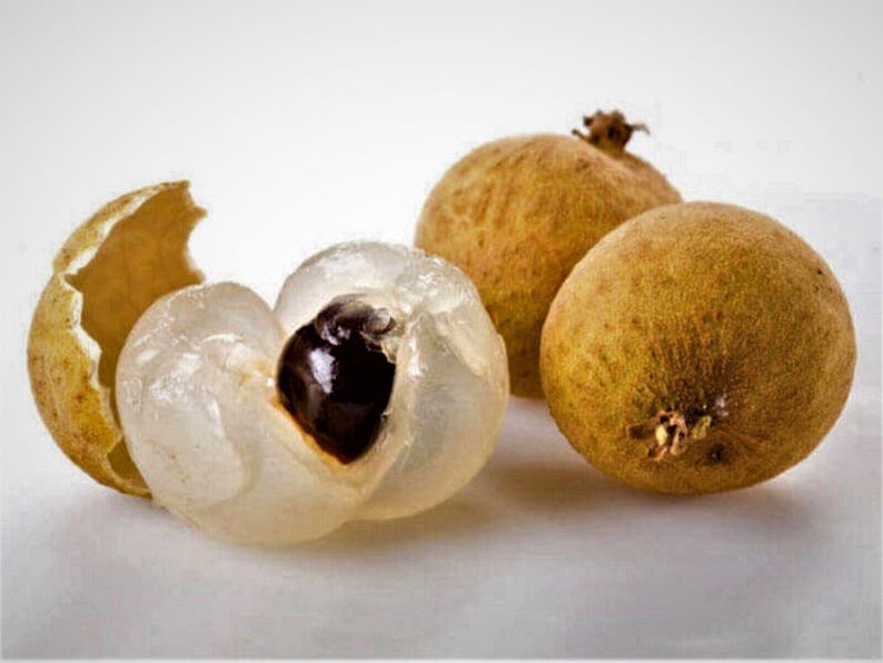 Biew Kiew Longan Tree Live Plant 3 Gal Pot Dimocarpus longan 'Biew Kiew' Sweet Tropical Fruit Variety