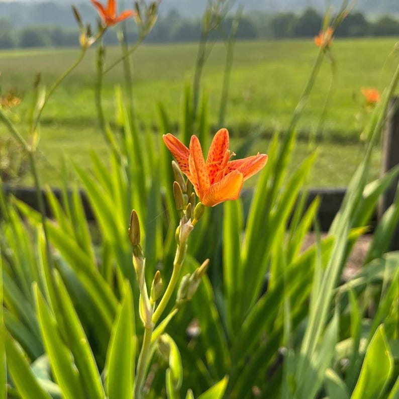 Leopard Lily Live Plant 4" Pot - Blackberry Lily, Iris domestica - Full Sun, Zones 5-10 - Iridaceae - Drought Resistant