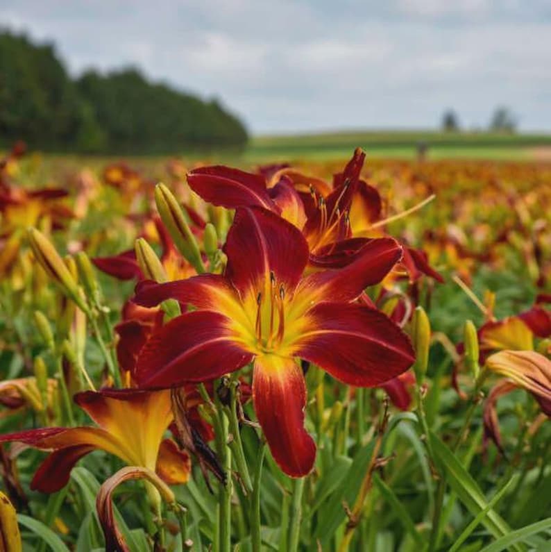 Ruby Spider Daylily Crown - Bareroot Plant with 9" Ruby-Red Blooms, Hemerocallis 'Ruby Spider' - Drought-Tolerant Perennial