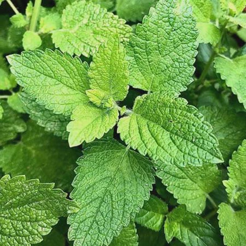 Lemon Balm Starter Plant - Fresh Herb - Melissa officinalis - Potted for Culinary Use and Teas - Easy Care, Aromatic