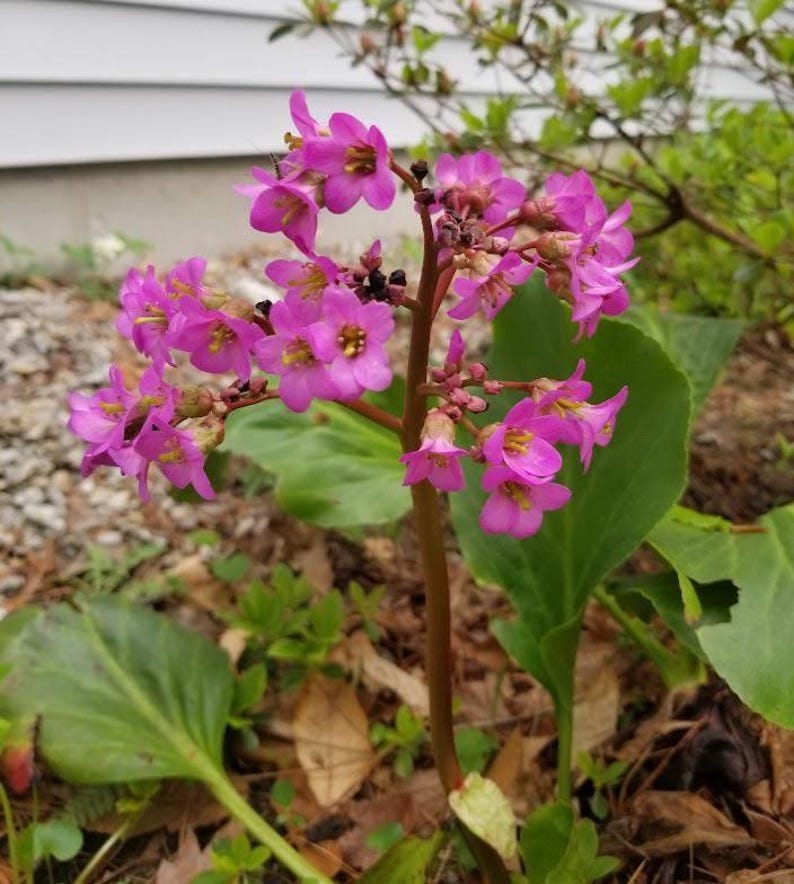 Bergenia Bare Root Plant - Pink Flowers - Hardy Perennial for Zones 5-8 - Bergenia spp. - Easy Care Garden Addition