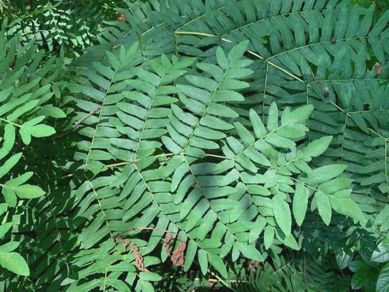 Royal Fern Live Plant - Bareroot - Osmunda regalis - Native Fern for Moist Soils & Shade Gardens