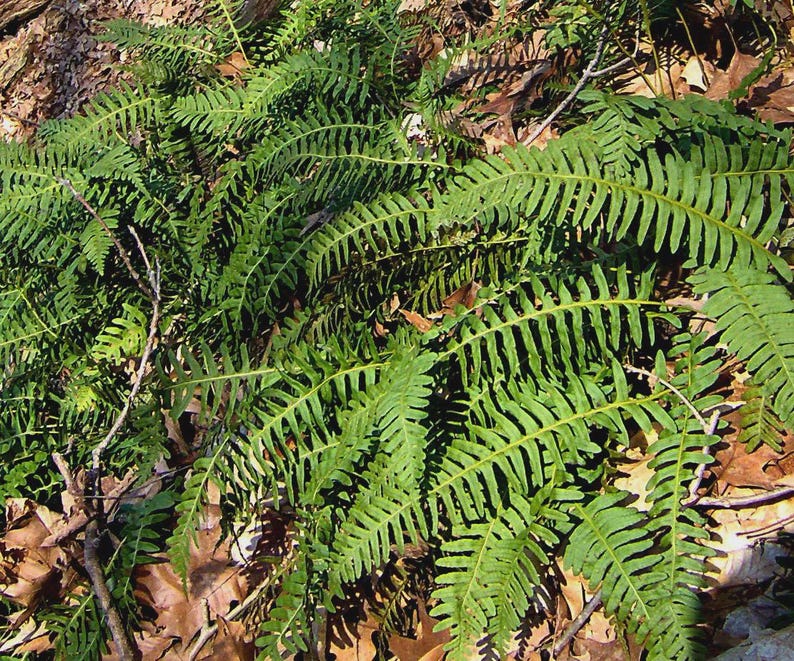 Rock Polypody Division - Native Shade Fern for Rock Gardens - Polypodium virginianum - Easy Care, Lush Green Fronds