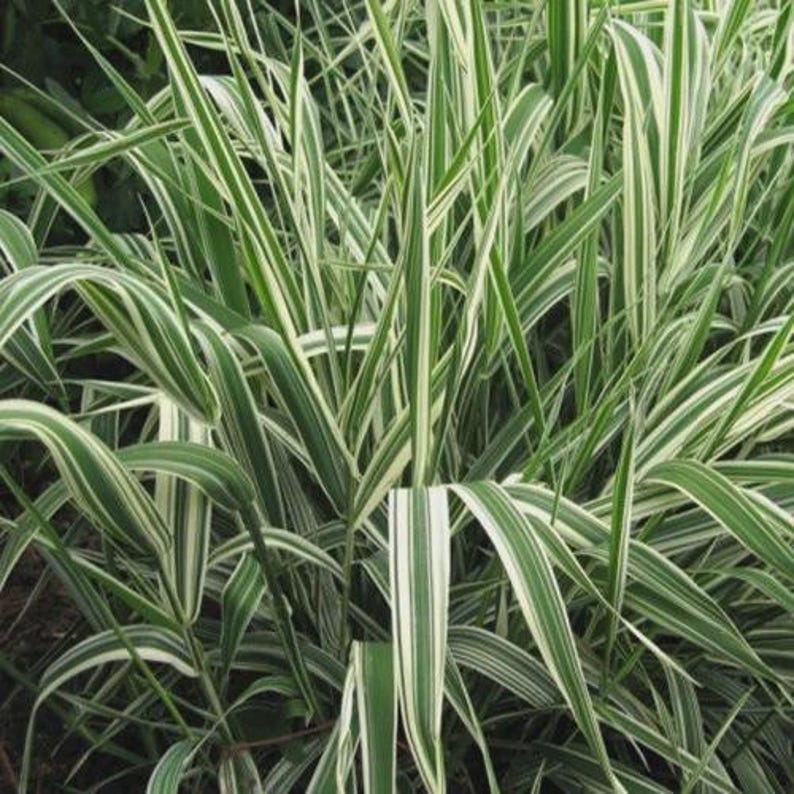Ribbon Grass Seeds - Hardy Perennial Ground Cover - Phalaris arundinacea - Easy Care for Zones 4-9 - Sun/Part Shade
