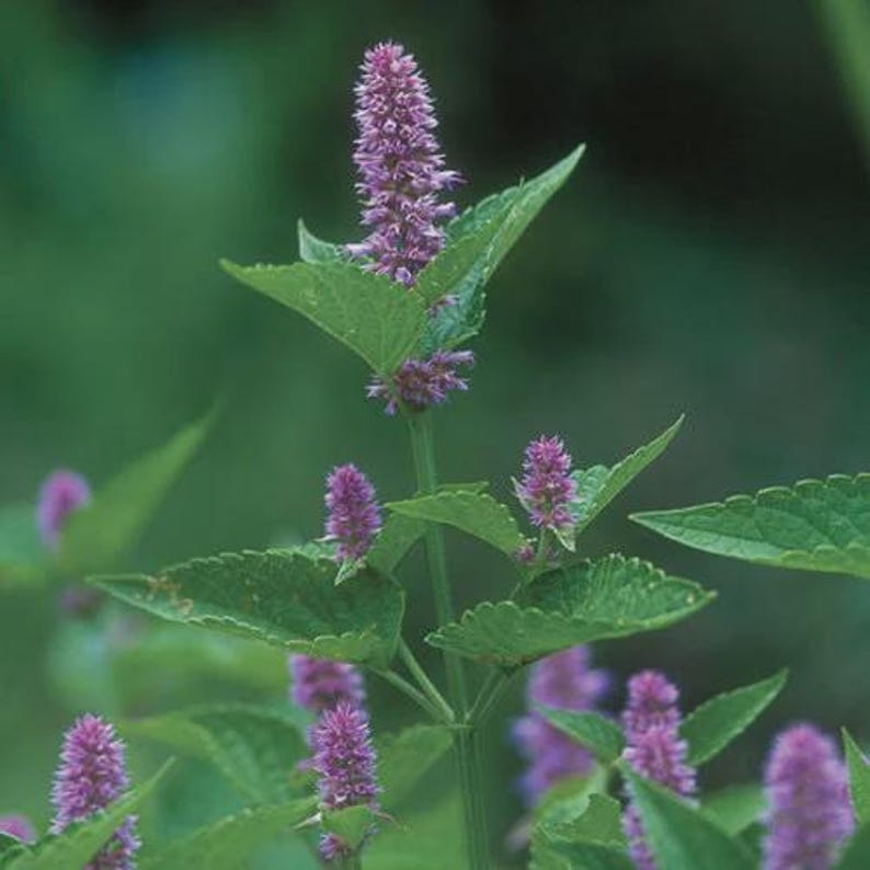 Anise Hyssop Plant Bareroot Agastache foeniculum Aromatic Herb for Pollinators Purple Flowers
