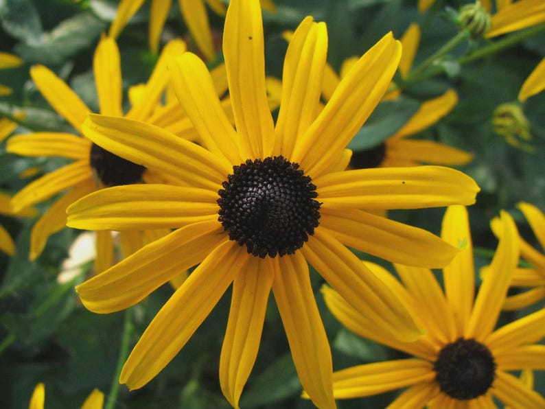Black Eyed Susan Bareroot Plant - Rudbeckia fulgida - Perennial Yellow Flower for Gardens and Landscaping