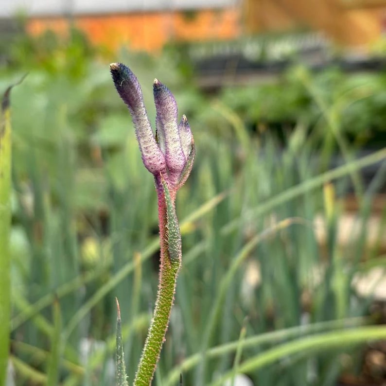 Kangaroo Paw Live Plant 3.5" Pot Anigozanthos 'Masquerade' Full Sun, Drought-Tolerant, Native to Western Australia