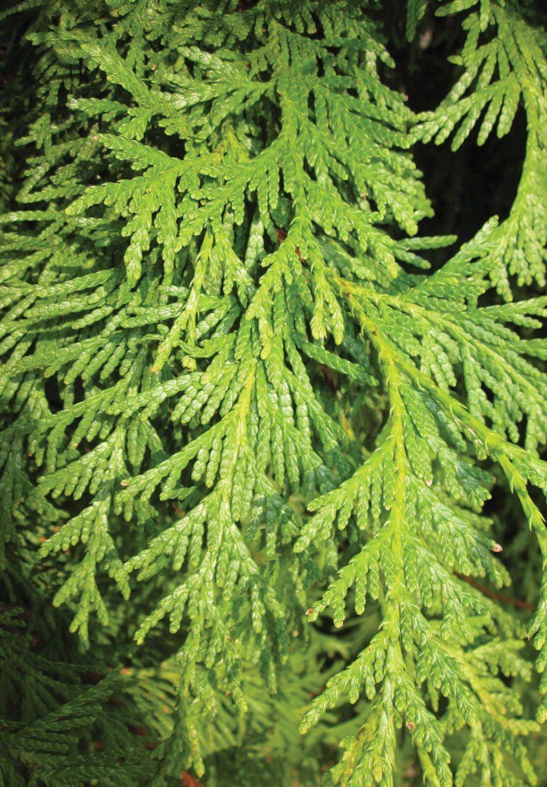 Northern White Cedar Bareroot Plant 8-18 Inches - Thuja Occidentalis, Hardy Evergreen, Native Tree for Privacy Screens