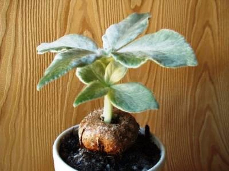 Sinningia leucotricha Plants - 1.5" Pots - Tropical Flowering Houseplant - Well Established 2-3 Year Old Specimens