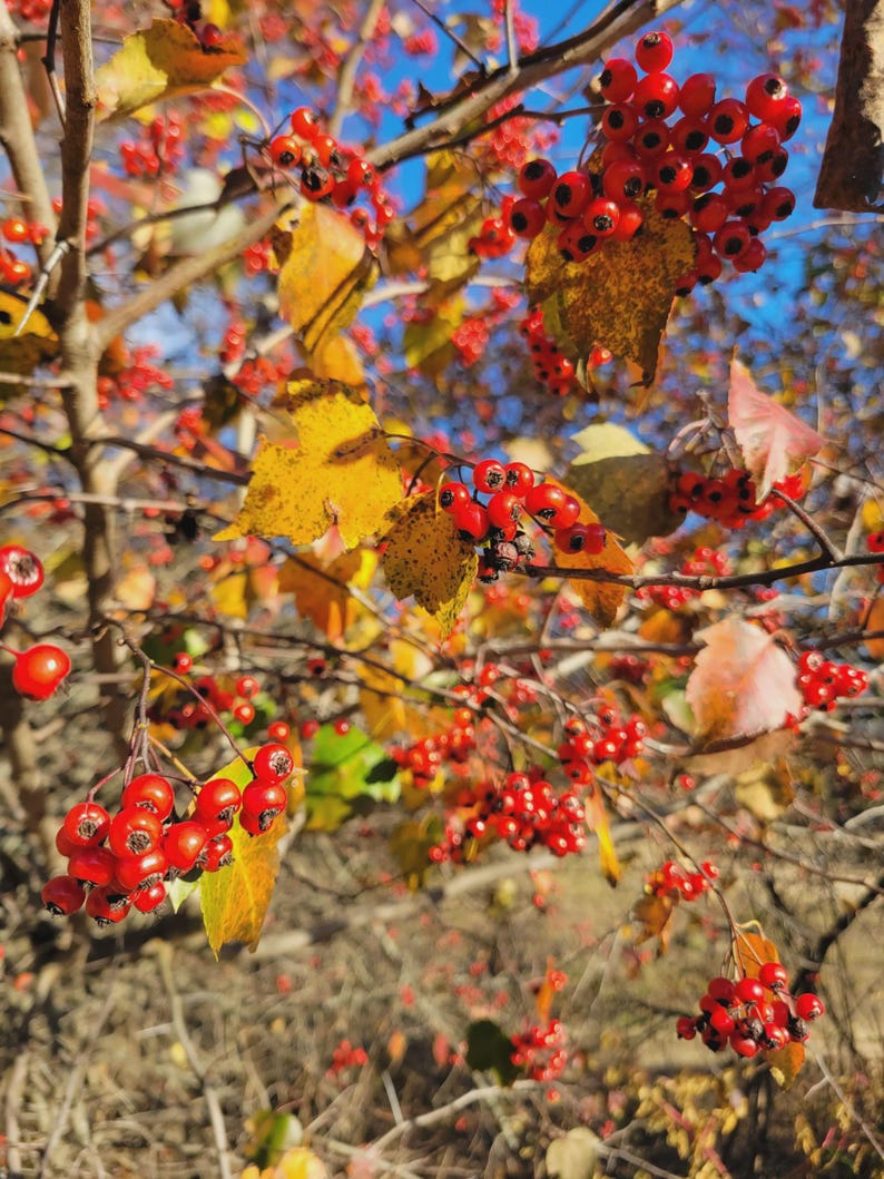 Hawthorn Tree Bareroot 4-8" Crataegus spp. - Large-Thorned Windbreak, Screen & Wildlife Planting
