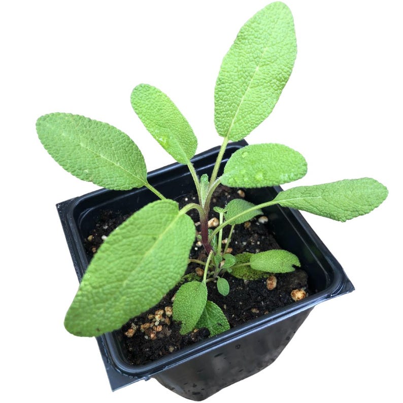 Organic Sage Plant - 2.5-Inch Pot - Grower's Friend Culinary Herb - Salvia officinalis - Non-Blooming, Aromatic Leaves